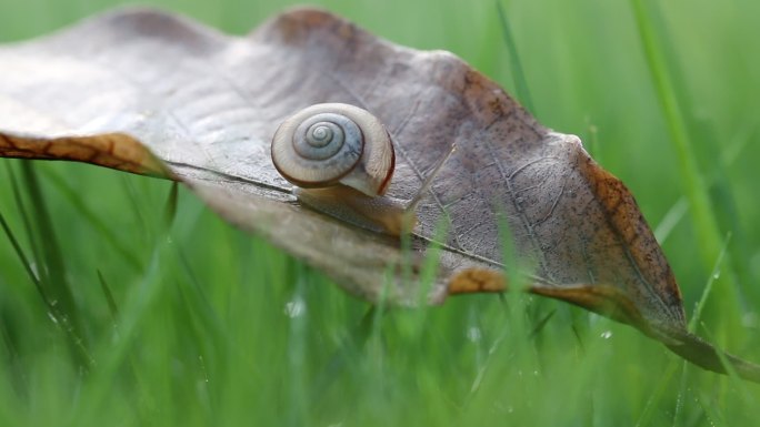 蜗牛