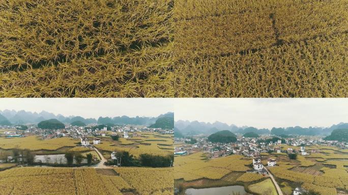 桂林秋冬季麦田航拍