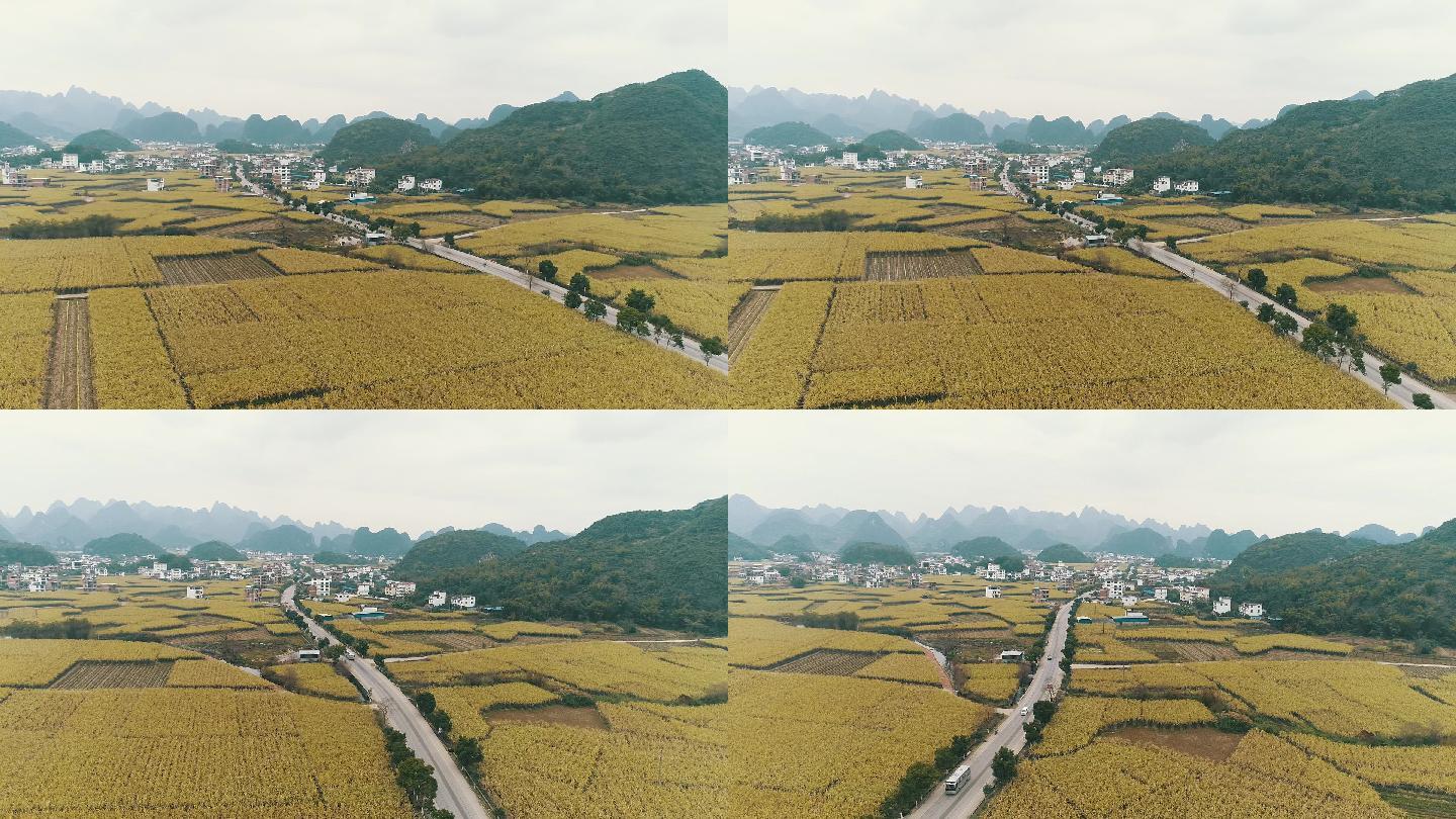 桂林秋冬季麦田航拍