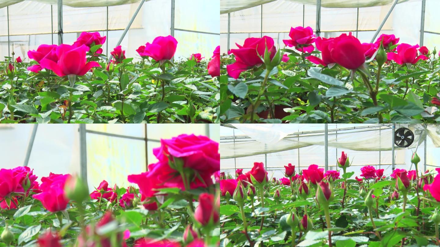 玫瑰花大棚种植盆栽