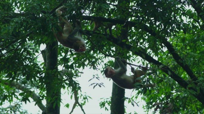 森林动物猴子自然风景猴子嬉闹