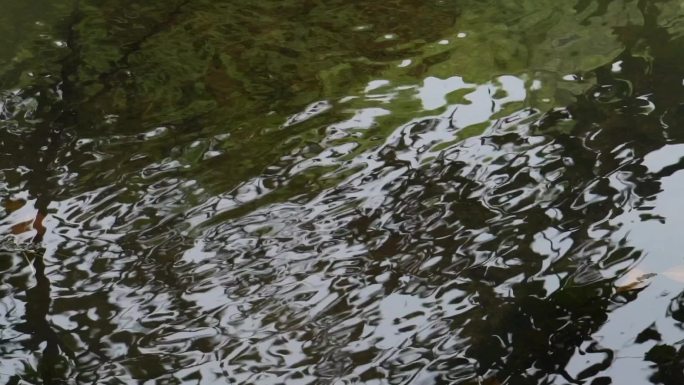 小河流水静静水面树叶