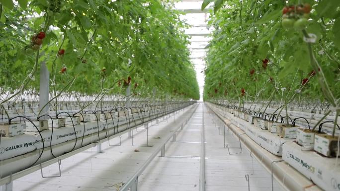 生态农产品智能农业农村科技蔬菜大棚