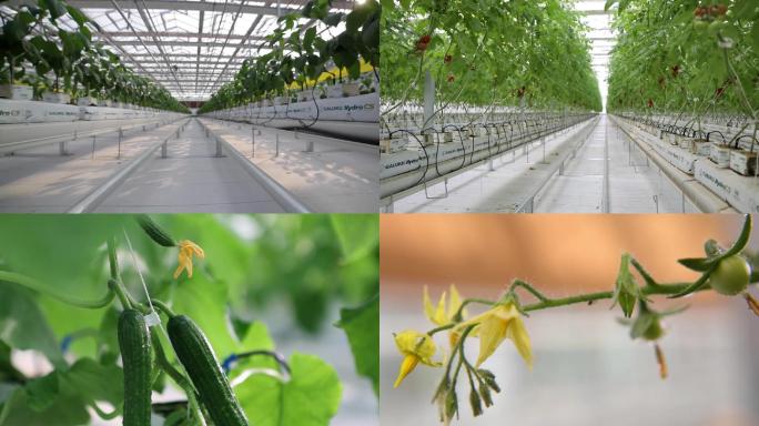 生态农产品智能农业农村科技蔬菜大棚