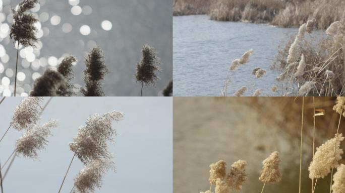 冬天湖边的芦苇