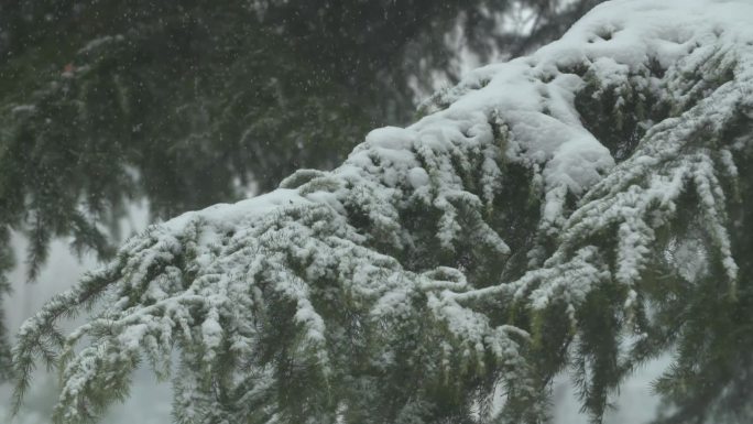 冬天大雪松树空镜-电影机升格镜头