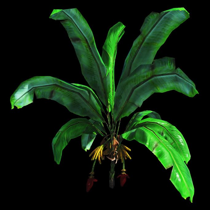 热带植物I
