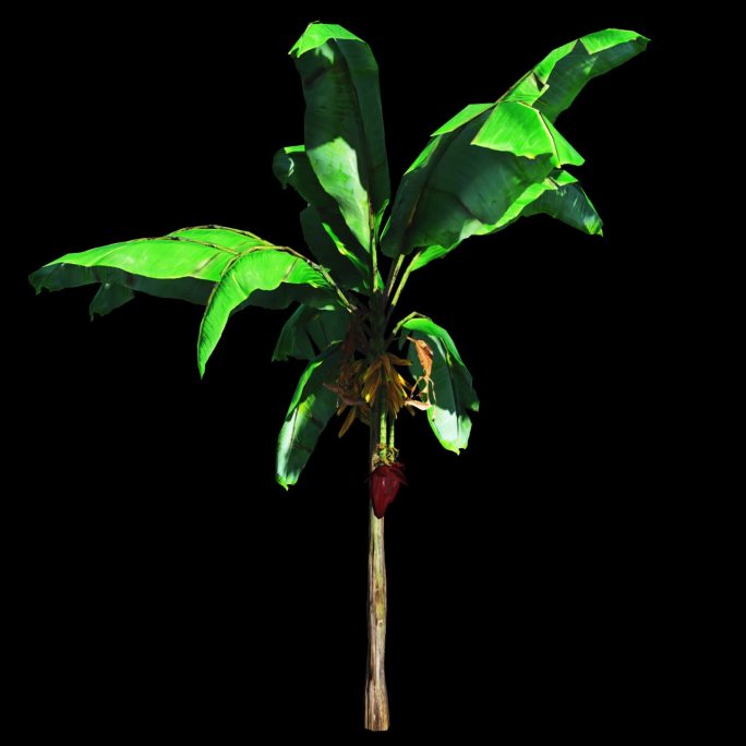 热带植物K