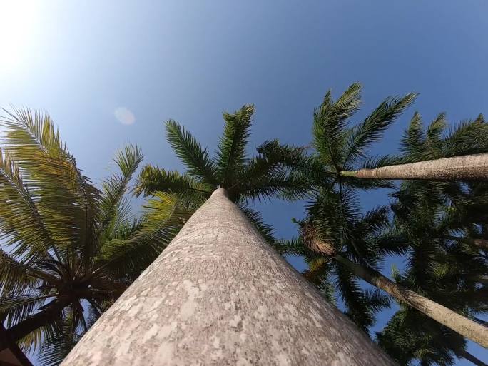 绕着棕榈树仰视旋转镜头
