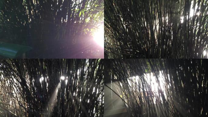 树林光光线透过光效散射光光透