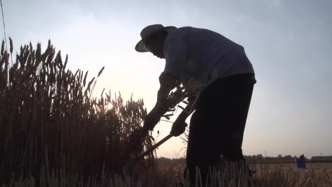 小麦丰收人工收割—农民