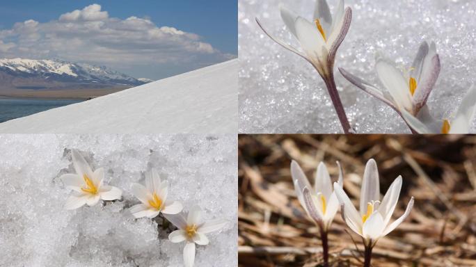 新疆赛里木湖雪景