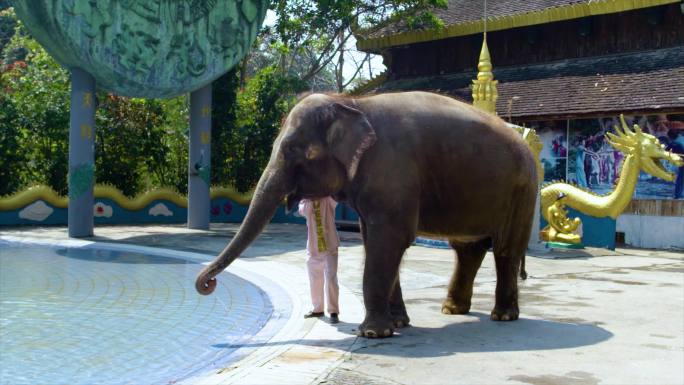 大象喷水