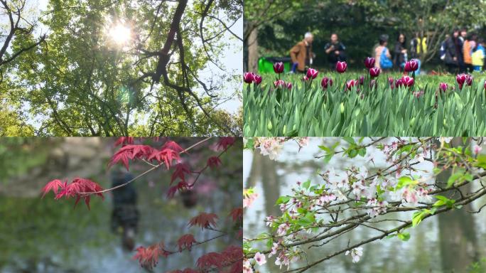 浙江杭州春天发芽开花集锦