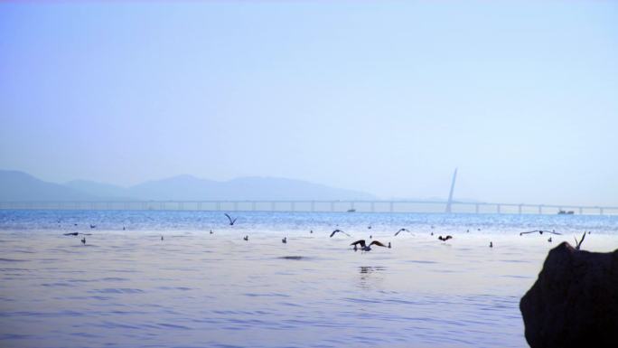 深圳湾鸟群白鹭