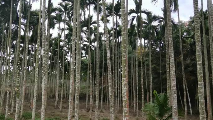 热带风光-槟榔林