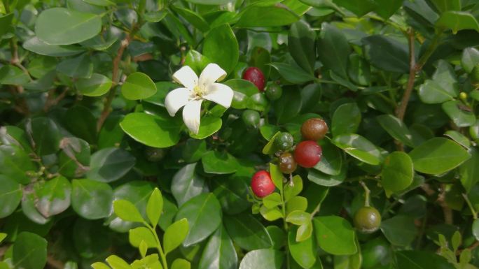 千里香的花朵与果实