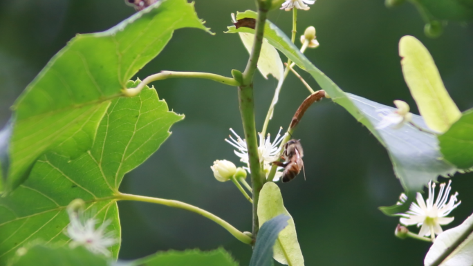 椴树花和蜜蜂高清实拍