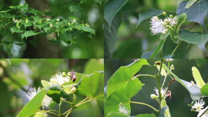 椴树花和蜜蜂高清实拍