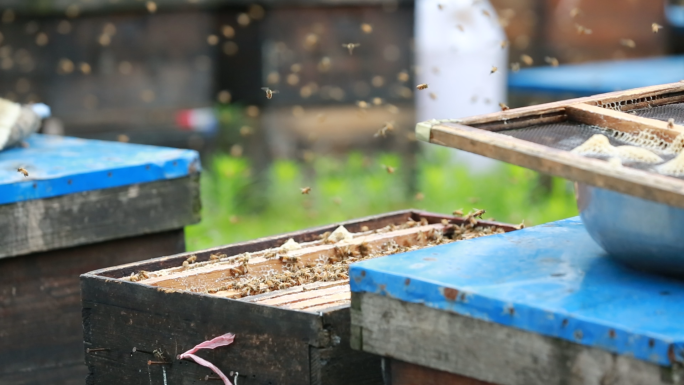 大山养蜂人摇蜜蜂蜜生产过程实拍