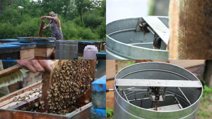 大山养蜂人摇蜜蜂蜜生产过程实拍