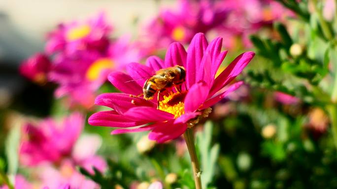 蜜蜂采花（4K)