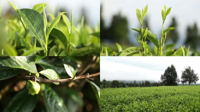 实拍带露珠的茶树茶叶高清视频素材