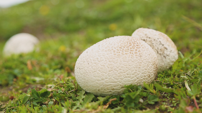 野生各类型小蘑菇