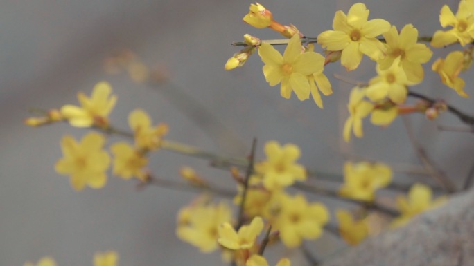 4K迎春花早春花开春暖花开