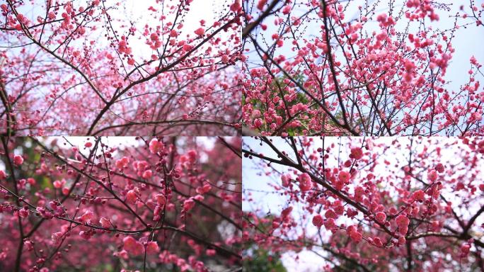 4组空镜头橘子洲梅花桃花迎春花40秒