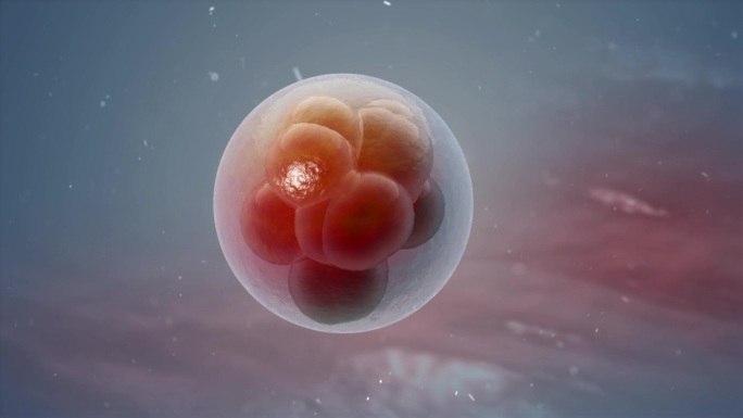 受精卵胚胎2