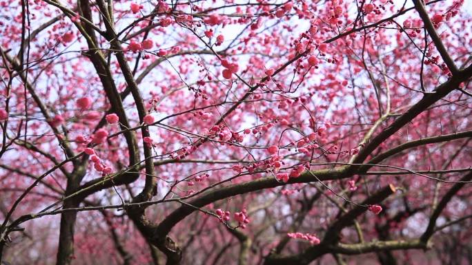 5组橘子洲梅花桃花迎春花56秒20190