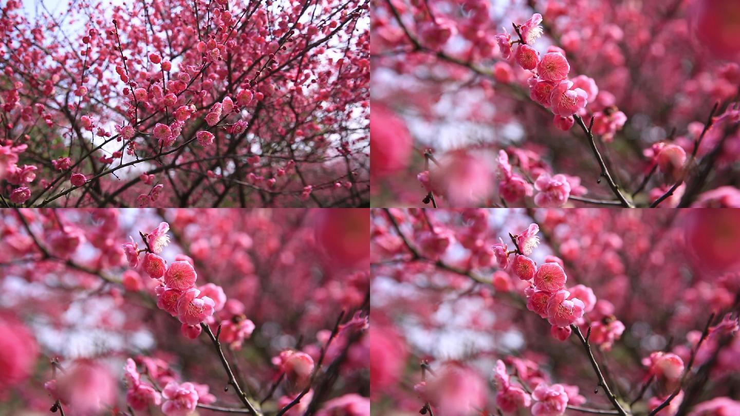 2组长沙橘子洲梅花桃花迎春花43秒