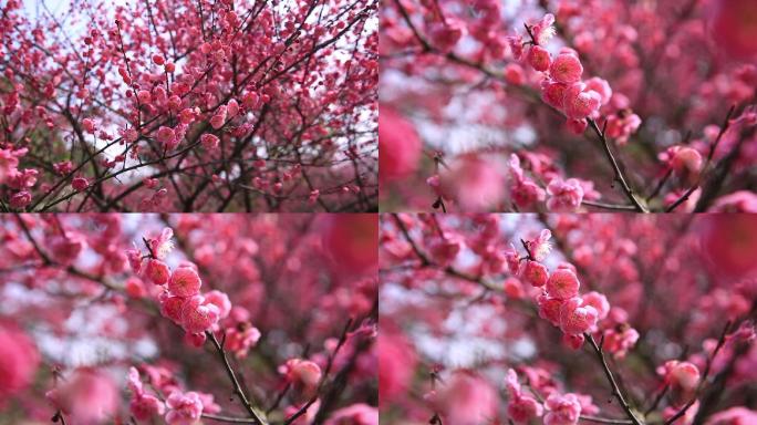 2组长沙橘子洲梅花桃花迎春花43秒