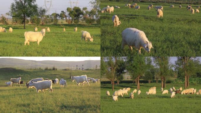 草地山羊吃草