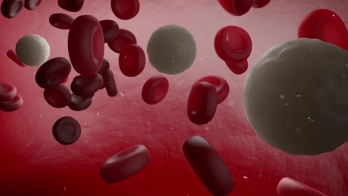 血管流动红细胞白细胞