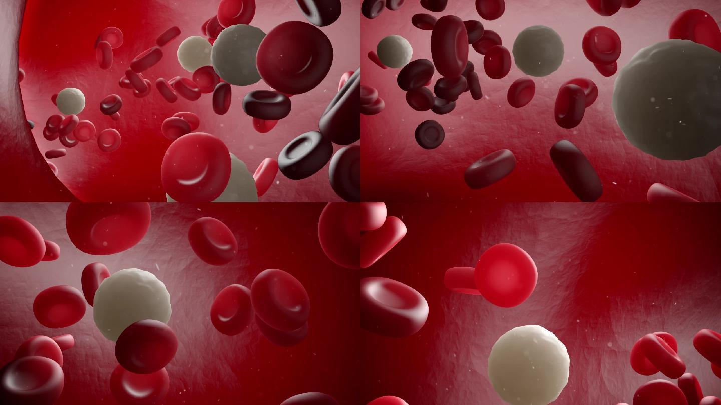 血管流动红细胞白细胞