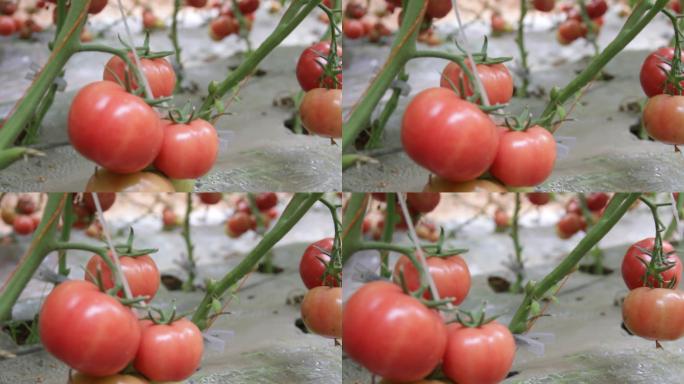 蔬西红柿番茄洋柿子普罗旺斯