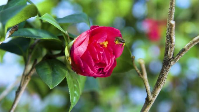 茶花蜜蜂视频娇艳欲滴鲜花