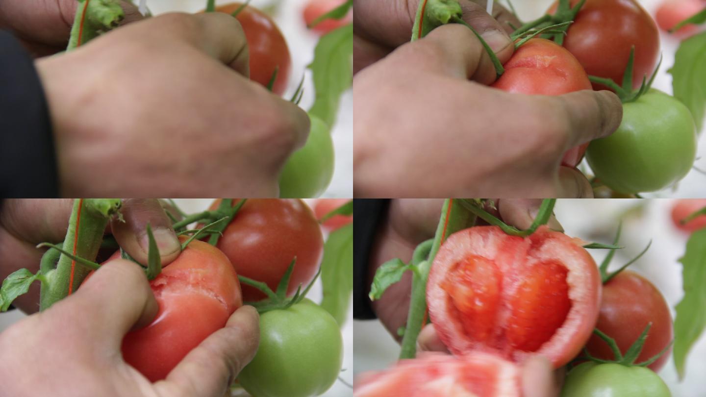 西红柿采摘园西红柿番茄洋柿子