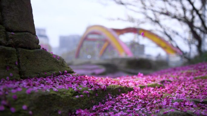 花红色樱花