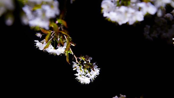 唯美白色樱花