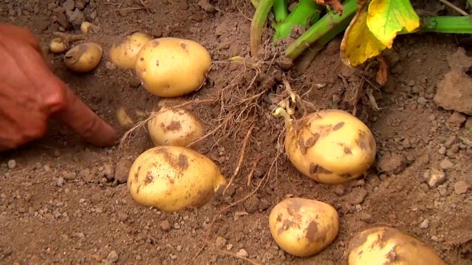乡村振兴土豆马铃薯种植