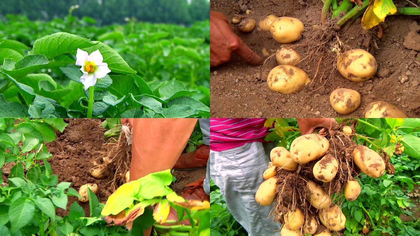 乡村振兴土豆马铃薯种植