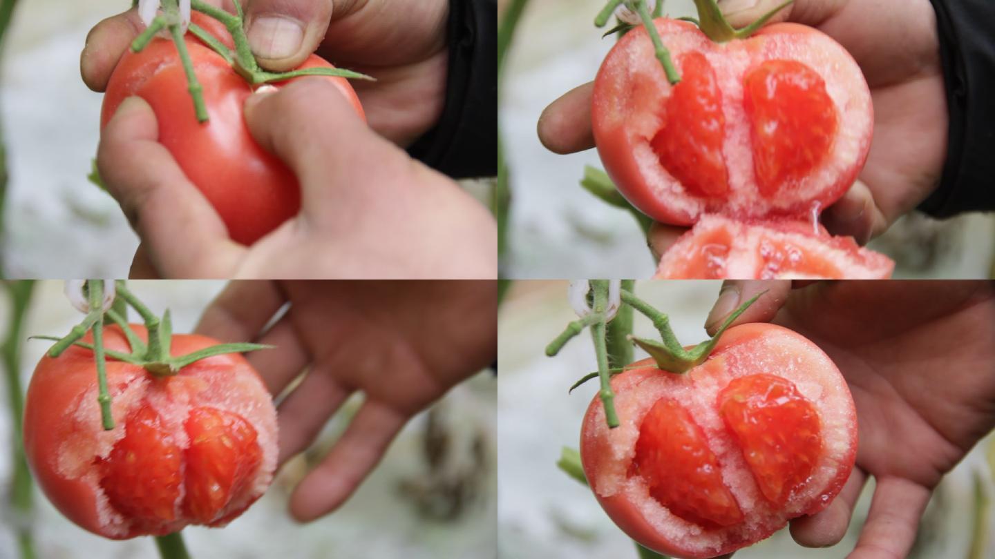 西红柿采摘西红柿番茄洋柿子