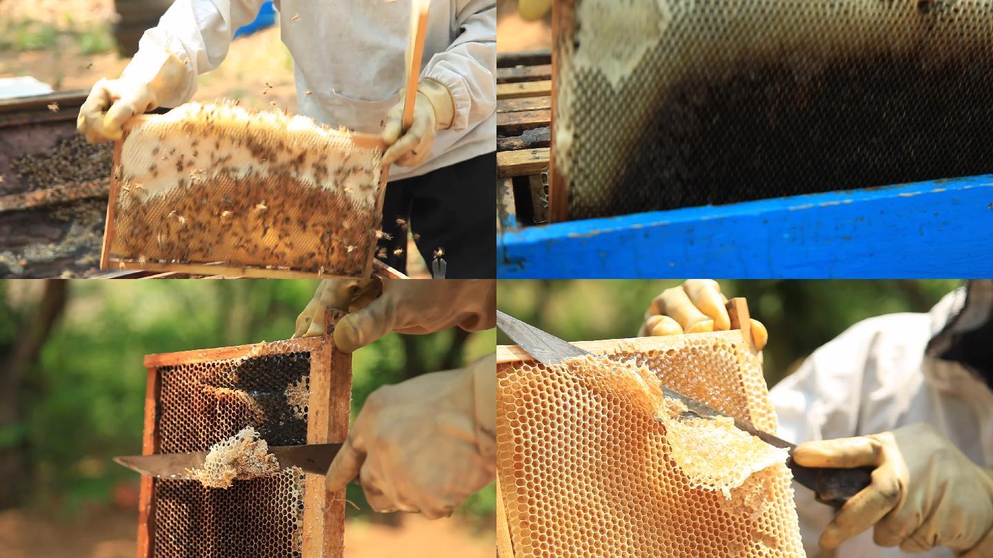 蜂农割蜜