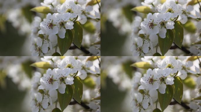 视频梨花花一枝花绿叶白花