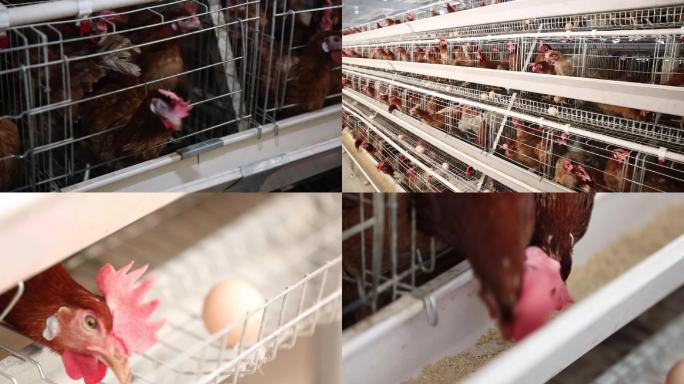 鸡蛋土鸡规模养殖