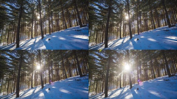 延时摄影树林松树雪阳光透树林时光