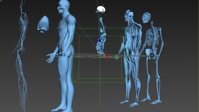 3dmax医学男性人体器官模型